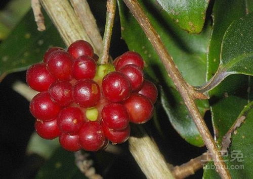 揭秘五味子种子种植秘诀：让“药食同源”的珍果丰产增收