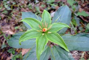 《重楼种植揭秘：如何培育出高品质的重楼药材？》