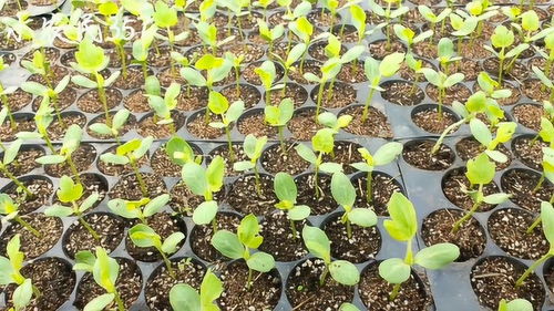 《西瓜种植技术揭秘：直播带你走进高效种植新时代》