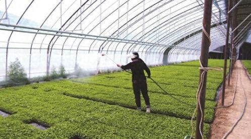 绿色革命新篇章：揭秘现代农业种植技术