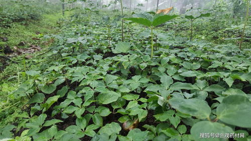 重楼移栽种植技术大全：揭秘植物界“人参”的移植秘诀