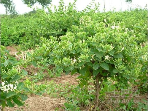 金银花种植技术揭秘：如何打造高产高效金银花园？