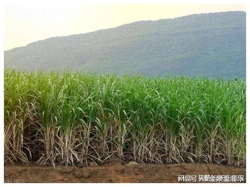 揭秘甘蔗种植技术：如何提高产量与品质？