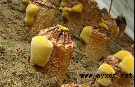 大棚种植桑黄：揭秘高效益的食用菌栽培奥秘