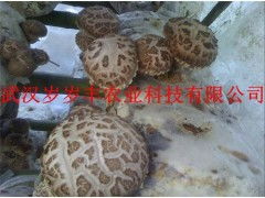 揭秘椴木香菇种植奥秘：技术视频深度解析，种植户必看！