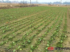 车前子种植技术解析：揭秘绿色黄金的培育之道