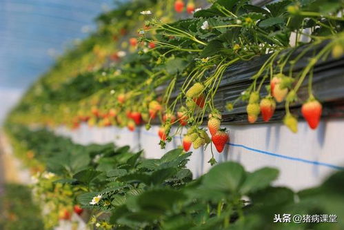 《揭秘建德草莓种植秘诀：科技赋能下的绿色丰收之路》