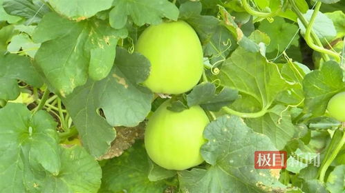 【吊瓜种植秘籍】揭秘吊瓜高效种植技术，助力农民增收新途径！
