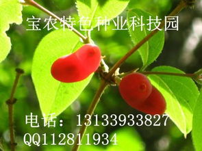 揭秘相思果种植秘籍：如何培育出高品质的“爱情之果”