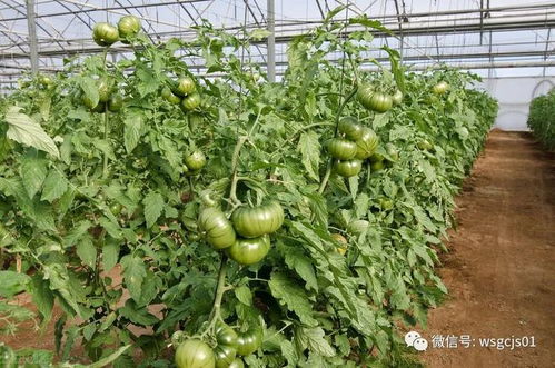 大棚西红柿种植：揭秘高效管理之道