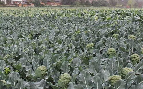 揭秘西兰花种植秘籍：如何让绿色宝石在田间绽放？
