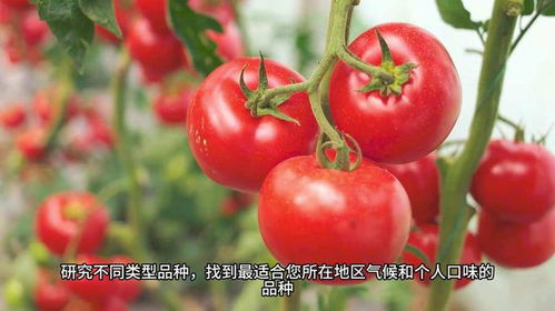 西红柿种植全攻略：揭秘高效种植秘诀，丰收不再是梦！