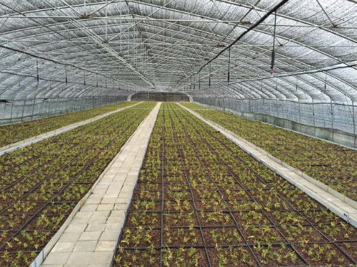 塑料大棚种植技术革新：揭秘高效农业的未来