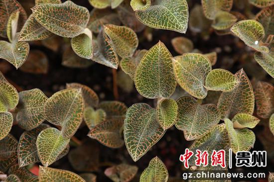 《揭秘金线莲种植：如何在这片沃土上培育出珍贵的“金条”》