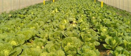 《卷心菜种植攻略：从田间到餐桌的绿色之旅》
