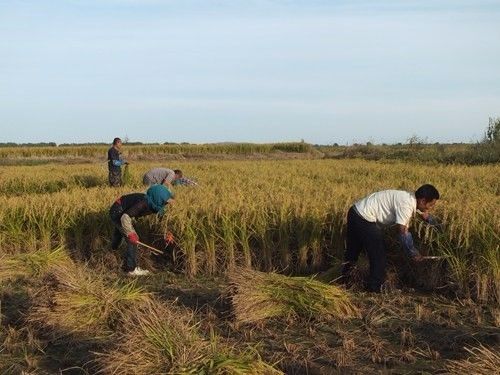 2017年东北水稻种植技术革新：揭秘如何提高产量与品质