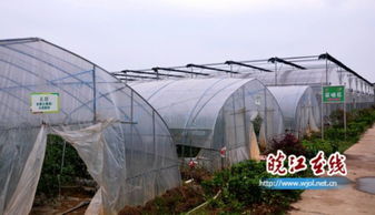 揭秘农村蔬菜大棚种植技术，助力乡村振兴新篇章