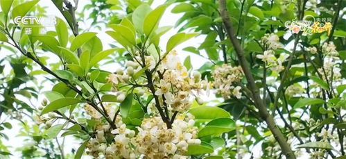 化橘红种植技术揭秘：如何培育出高品质的“金果”
