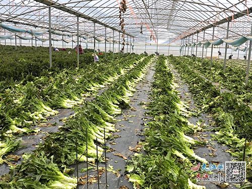 揭秘大棚莴笋高效种植技术，助您轻松收获高品质蔬菜！