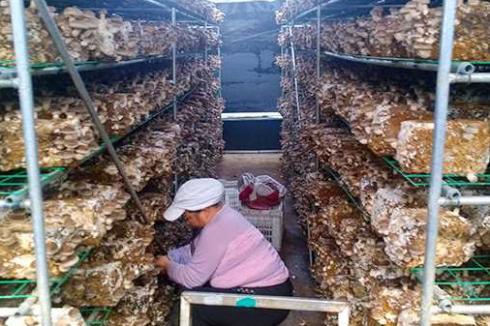 揭秘食用菌种植秘籍：如何在家打造高效菌菇园？
