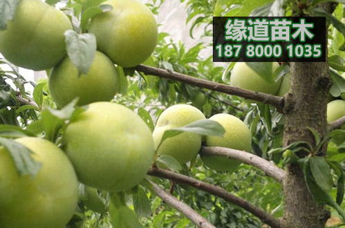 蜂糖李子树种植技术揭秘：如何打造高品质果实？
