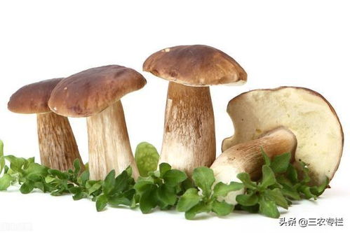 探索绿色宝库：自然种植技术引领食用菌菇产业新篇章