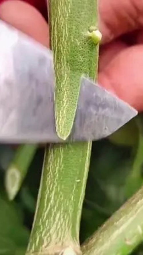 果树嫁接：揭秘高效种植的秘密武器