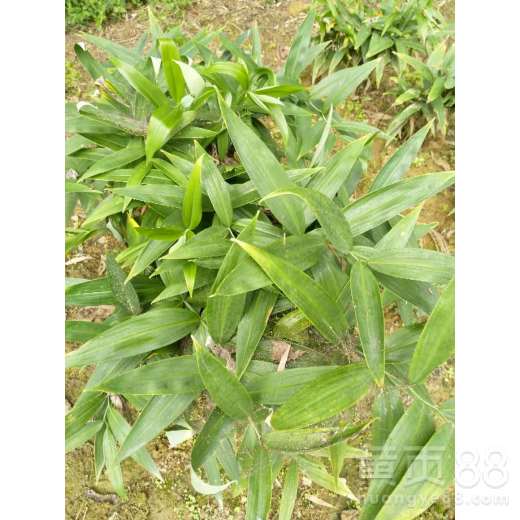 黄精种植：揭秘高效益的养生植物栽培之道
