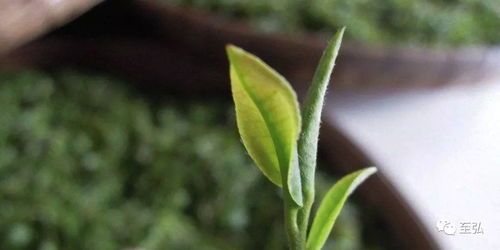 黄金芽茶树种植：揭秘高品质茶叶的秘密花园