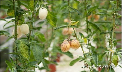 《揭秘人参种植秘籍：如何培育出优质的人参？》