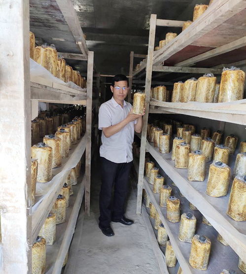 揭秘桑黄菌种植技术：如何开启高效益的“金丝菇”之路？