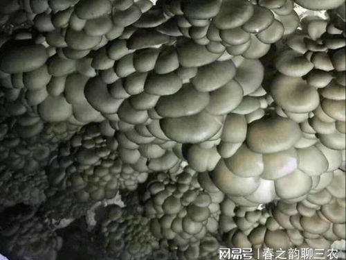 揭秘平菇种植秘籍：如何轻松培育优质菌种？