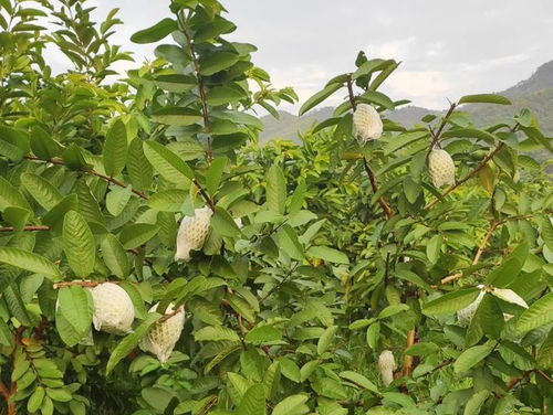 《揭秘芭乐种植奥秘：高效技术助力产业升级（视频教程）》