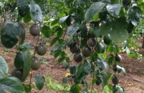 百香果种植新篇章：揭秘高效种植方法及关键技术