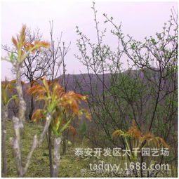香椿树种植技术培训：揭秘绿色财富的种植之道