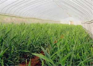 《生姜种植技术大全100首：揭秘高产秘诀，助力农民增收》