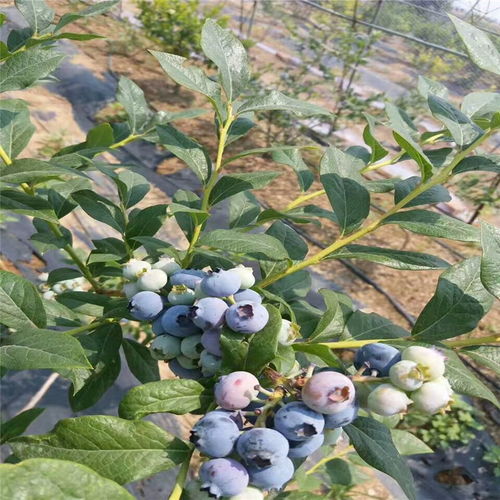 蓝莓种植新篇章：揭秘高效管理与技术革新