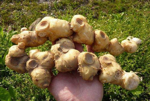 黄精种植技术揭秘：如何培育高品质药用植物？