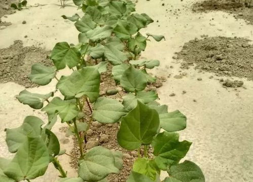 棉花种植技术全集视频：揭秘高效种植的秘密武器
