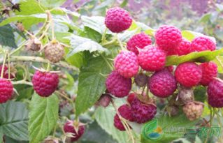 《树莓种植技术革新：揭秘高效种植之道，引领农业新潮流》