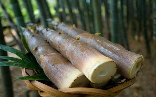 《野生竹笋菌种植：揭秘可持续农业新趋势》