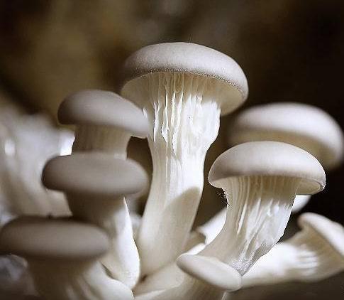 平菇种植，技术员如何打造高效益菌菇园？