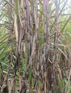 甘蔗种植：技术革新与市场风云，您准备好了吗？