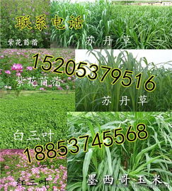 《深耕多年生黑麦草种植：技术革新与高效管理的秘诀》