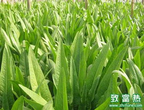 揭秘香油麦菜种植技术：如何让绿色蔬菜成为家庭餐桌上的常客？