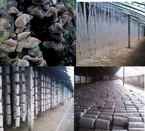 《揭秘大棚吊种木耳，解锁高效种植新秘籍！》