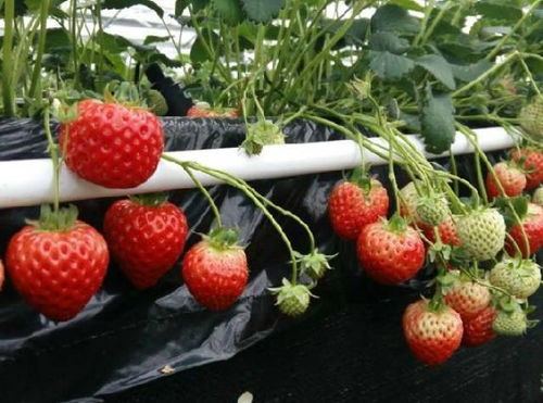 《探索自然奥秘：水培草莓种植技术视频教程，带你轻松收获美味果实！》