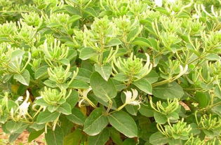 《揭秘树型金银花高效种植技术：打造绿色财富新风口》