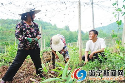 黄精种植新篇章：揭秘高效管理技术，助力产业升级