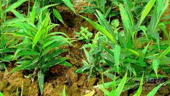 南方生姜种植技术革新，助力丰收增产的秘密武器